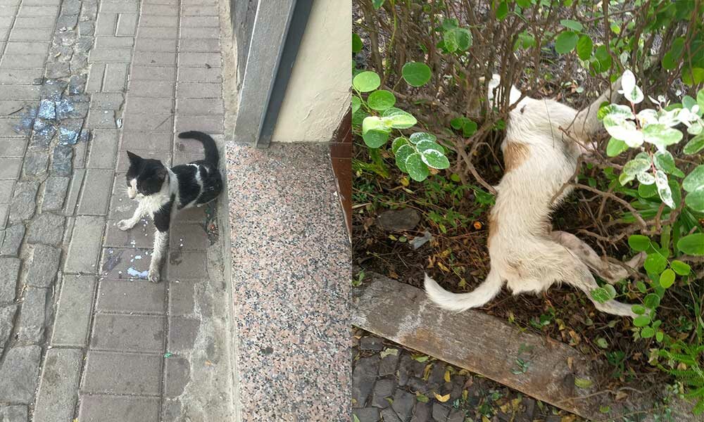 C Es E Gatos Envenenados Na Praia Por Cidad Os Desconhecidos A Na O