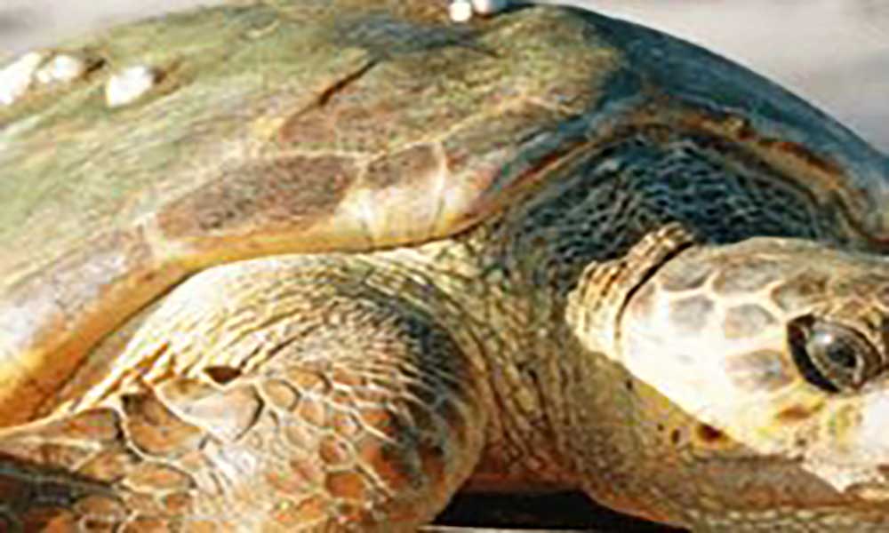 Boa Vista: Cabo Verde Natura 2000 está a recrutar voluntários para a temporada de protecção das tartarugas 2019
