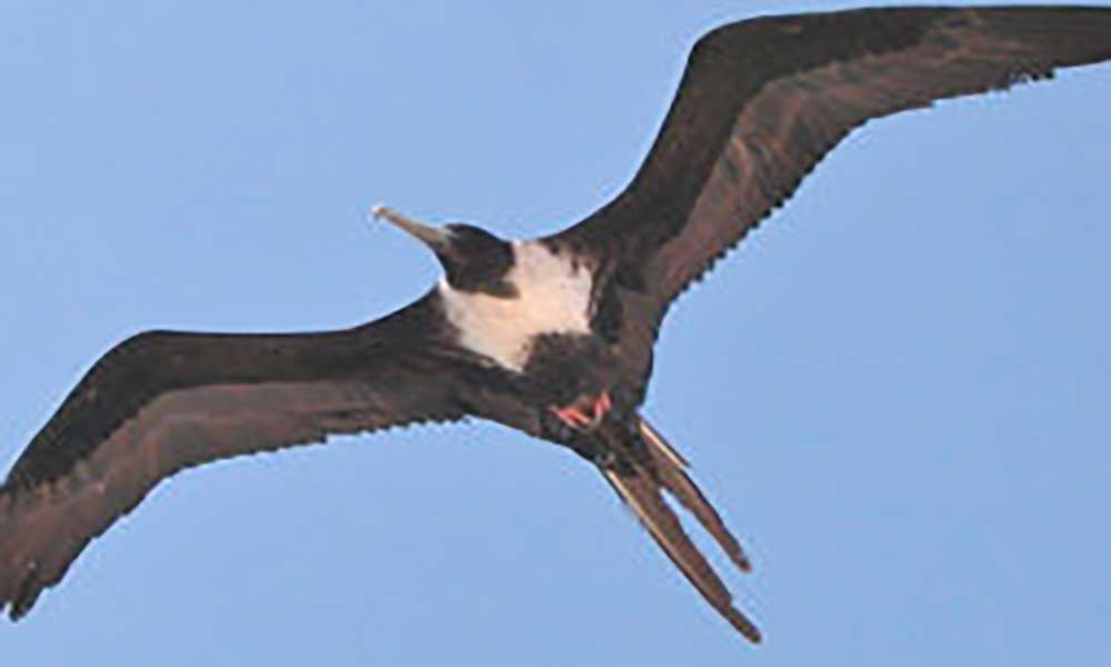 Investigadores de Coimbra ajudam a salvar aves marinhas em Cabo Verde