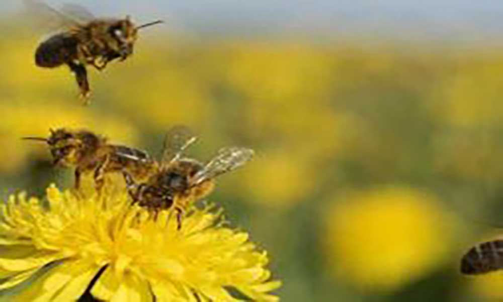 Espanha quer proteger abelhas e outros insectos polinizadores 