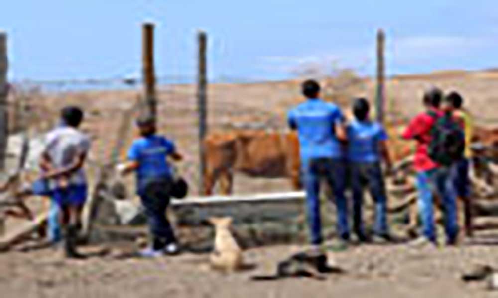 Câmara do Sal está a apreender vacas soltas na via pública