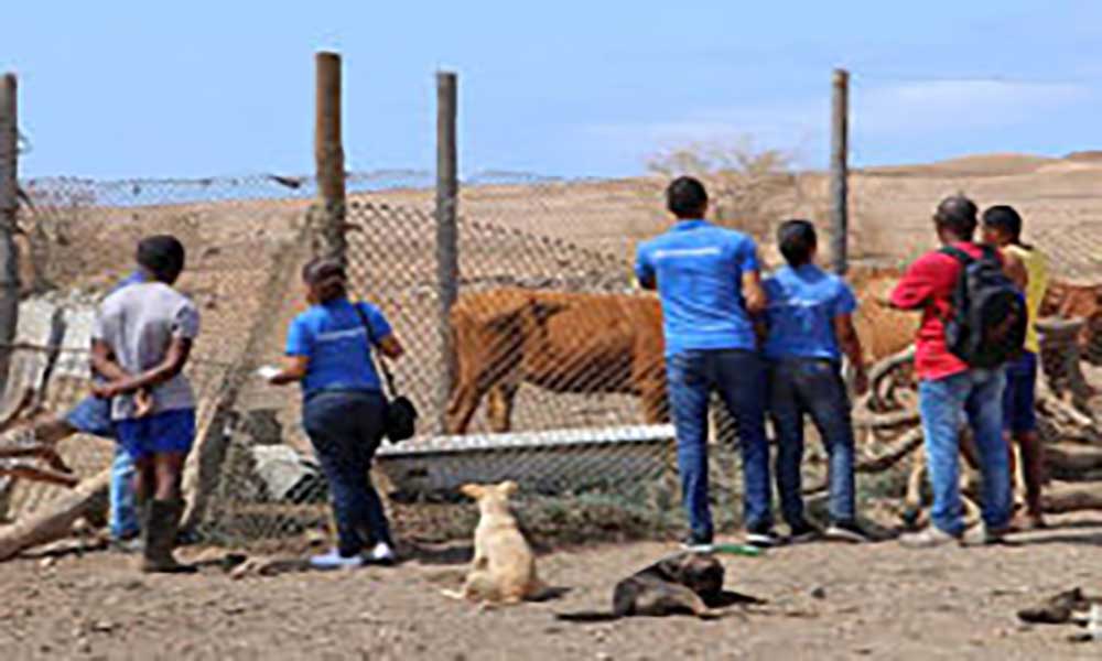 Câmara do Sal está a apreender vacas soltas na via pública
